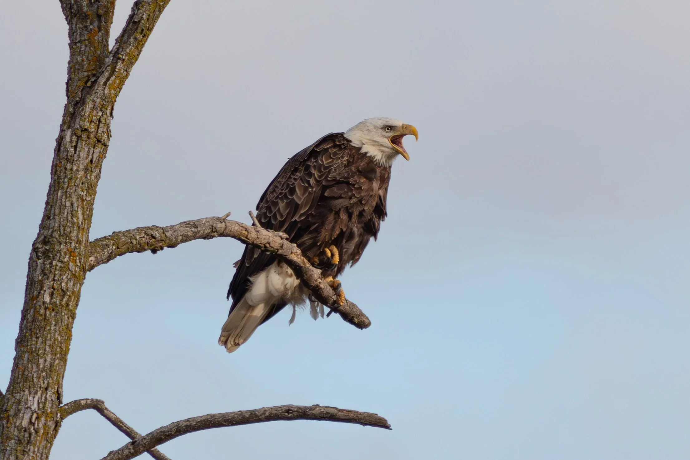 March 24 Eagles-4.jpg