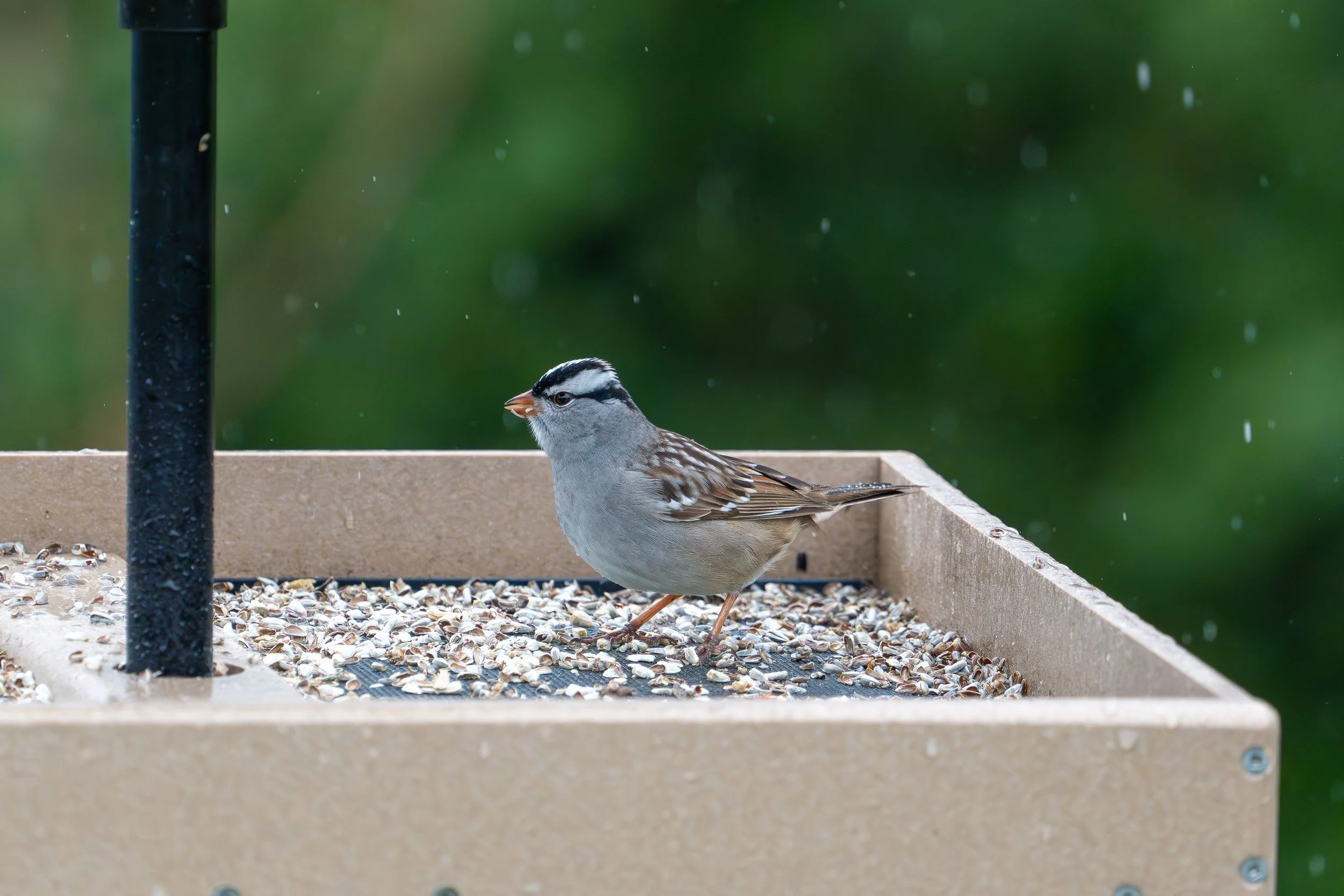 Wite-Crowned Sparrow-1.JPG