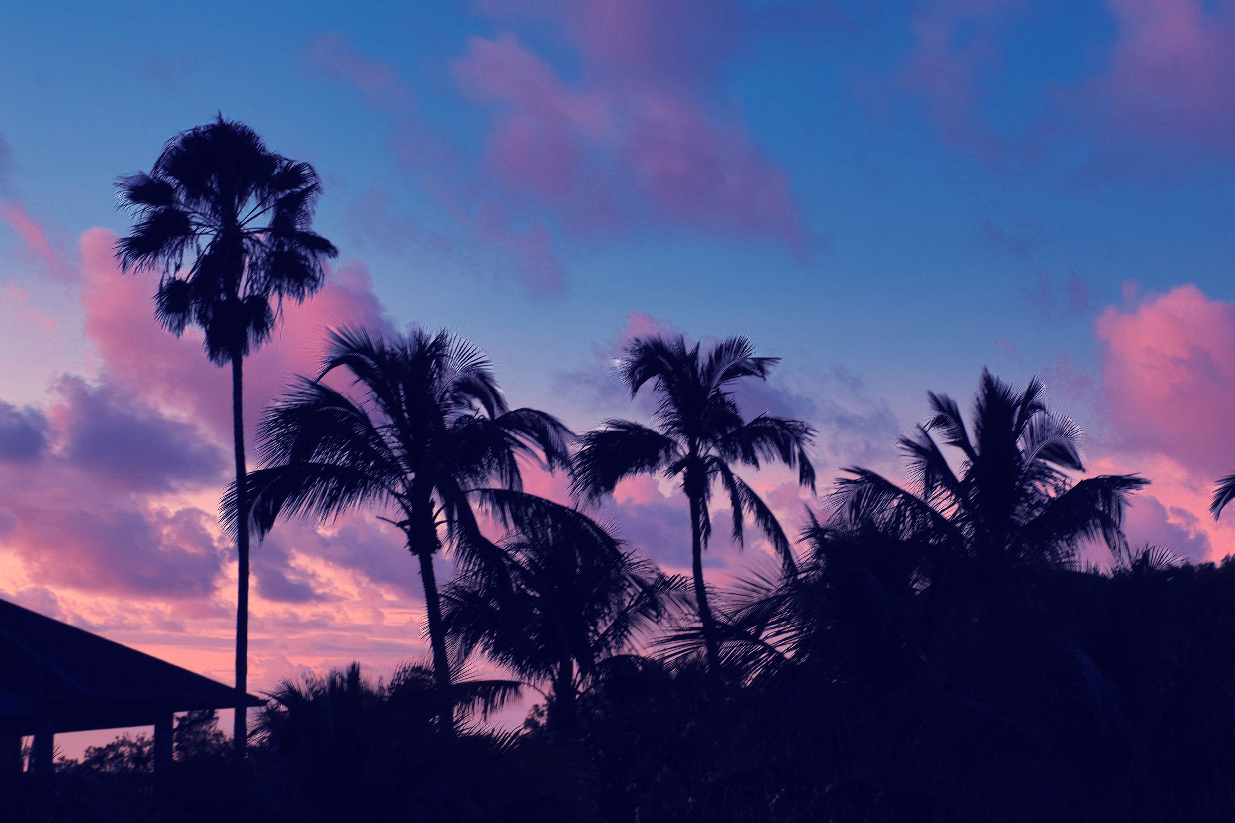 palm tree background.jpg