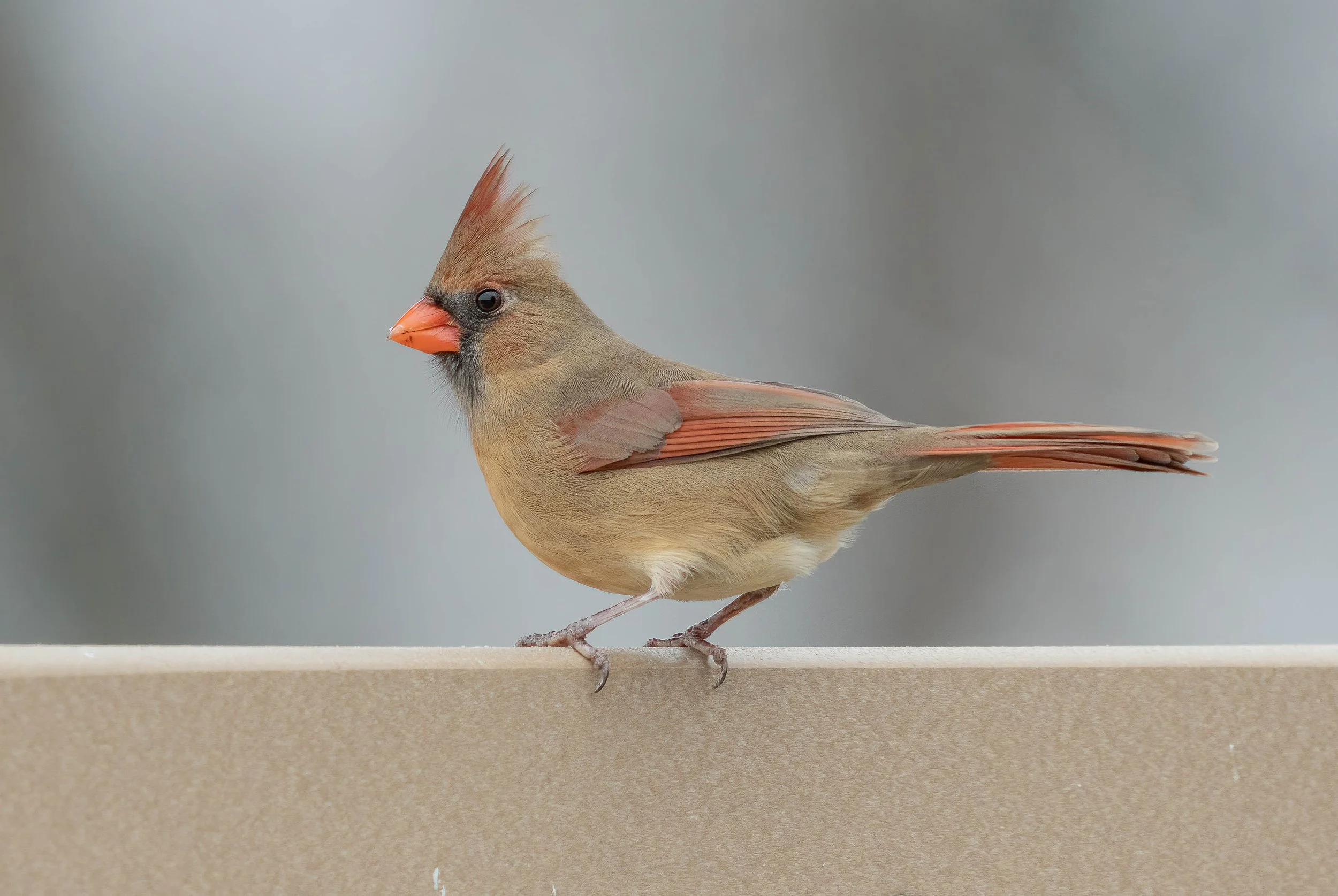 Female Cardinal 2023 no sharp.jpg