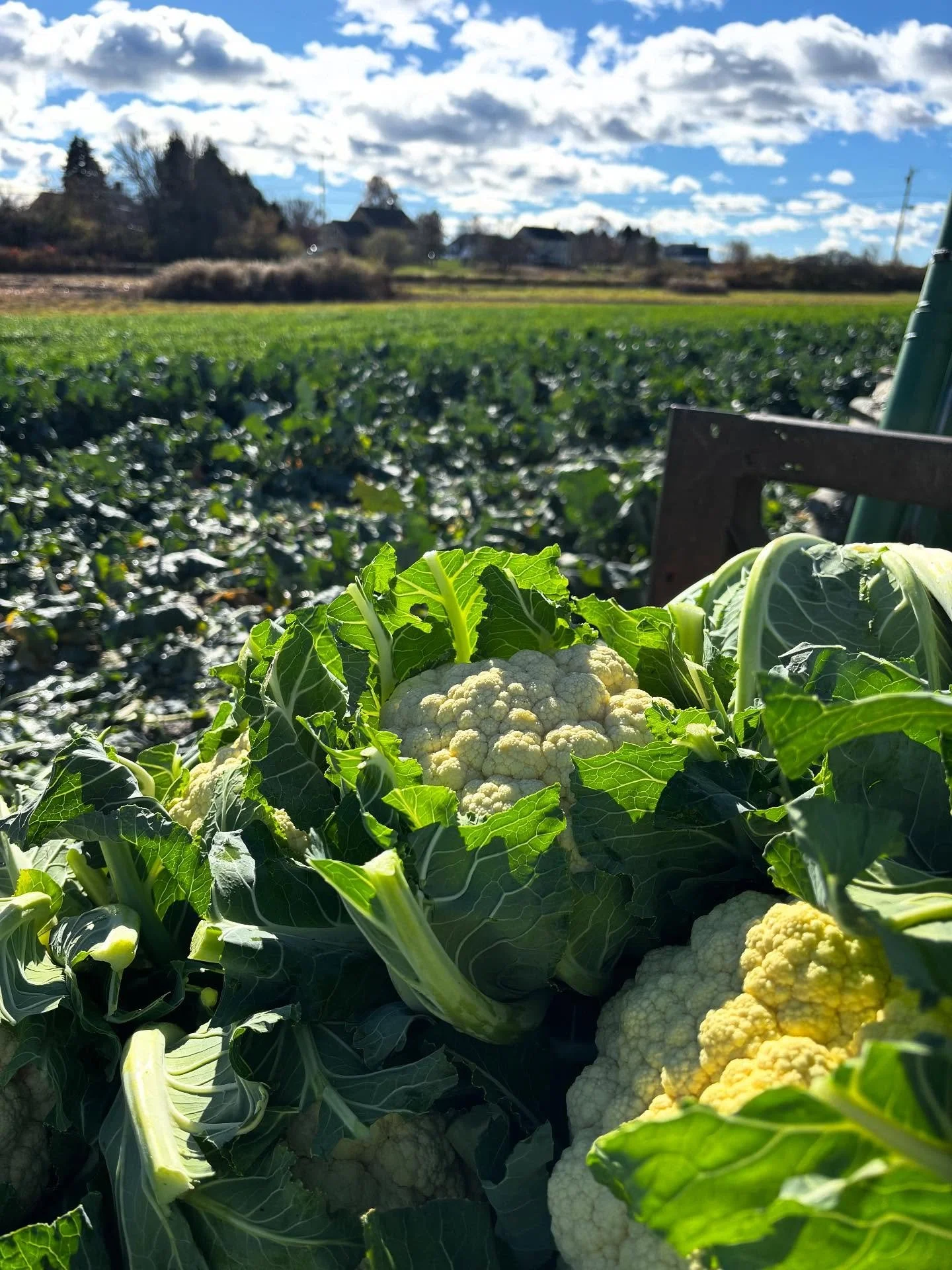 From the fields of Jordan&rsquo;s Farm to Maine families 💚

This week, Wayside Food Programs and Preble Street each received about 1,500 pounds of cauliflower and broccoli&mdash;fresh from our Farm Partner, Jordan&rsquo;s Farm. 🥦

Thanks to donatio