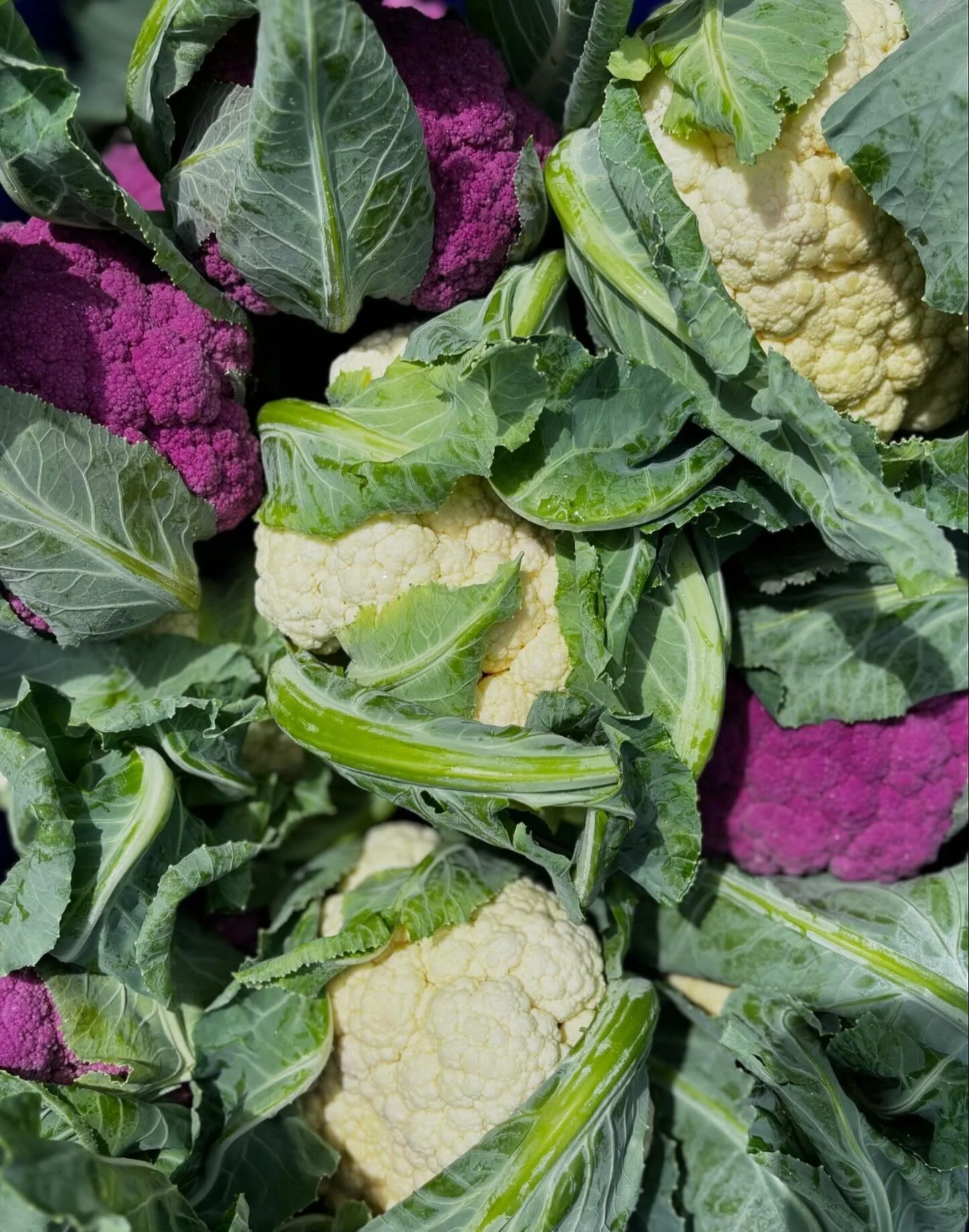 Our friend Chef Mike Wiley tells us how to turn cauliflower into something amazing! 

This versatile kitchen approach, borrowed from restaurant cooking, works beautifully at home. Finely chopping cauliflower creates a base that can become something b