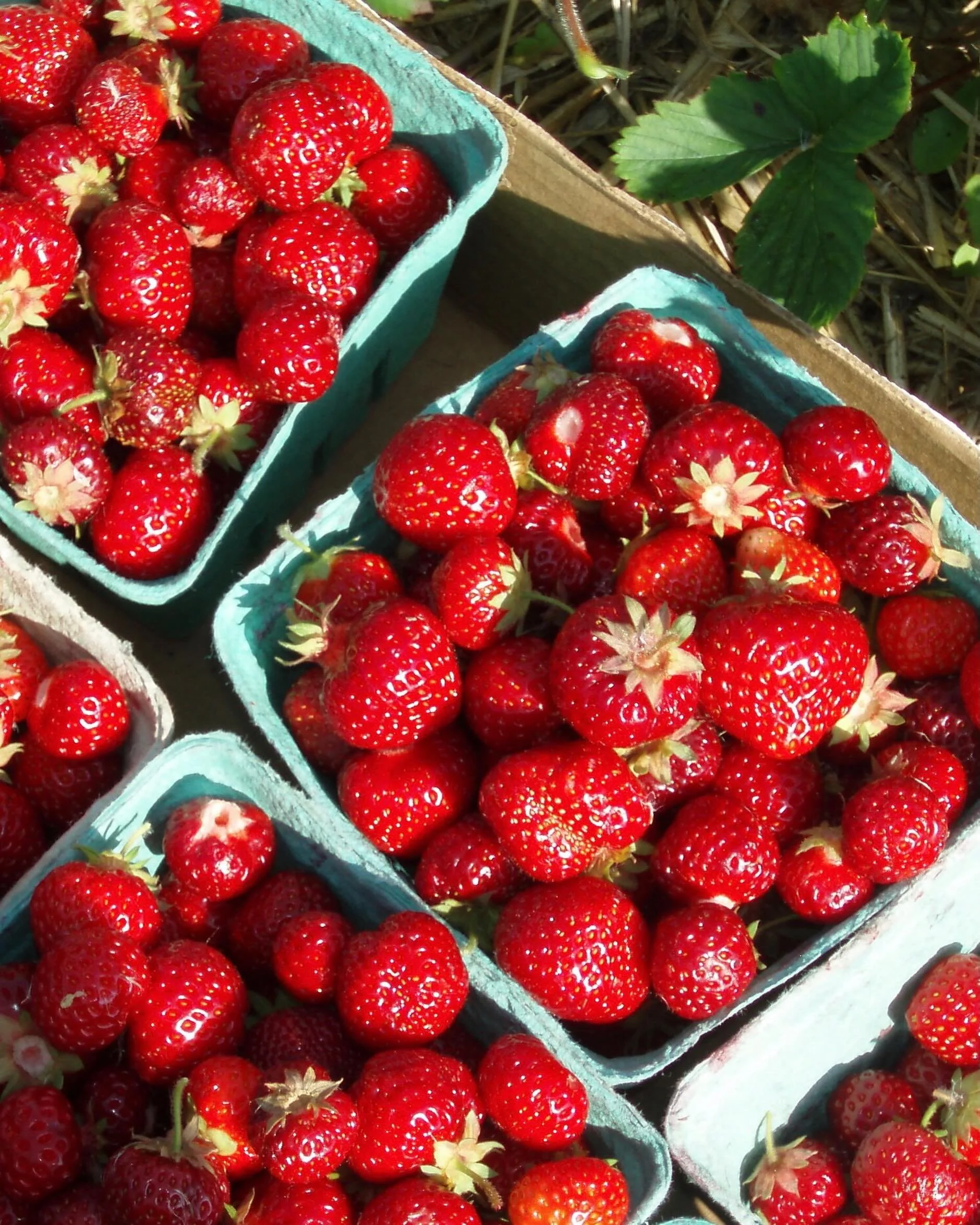 We&rsquo;re counting down the days until strawberry season in Maine &mdash; nothing says summer quite like fresh strawberry compote 🍓✨

Made with juicy Maine strawberries and simple ingredients, this sweet spread from @rosemontmarket is perfect serv