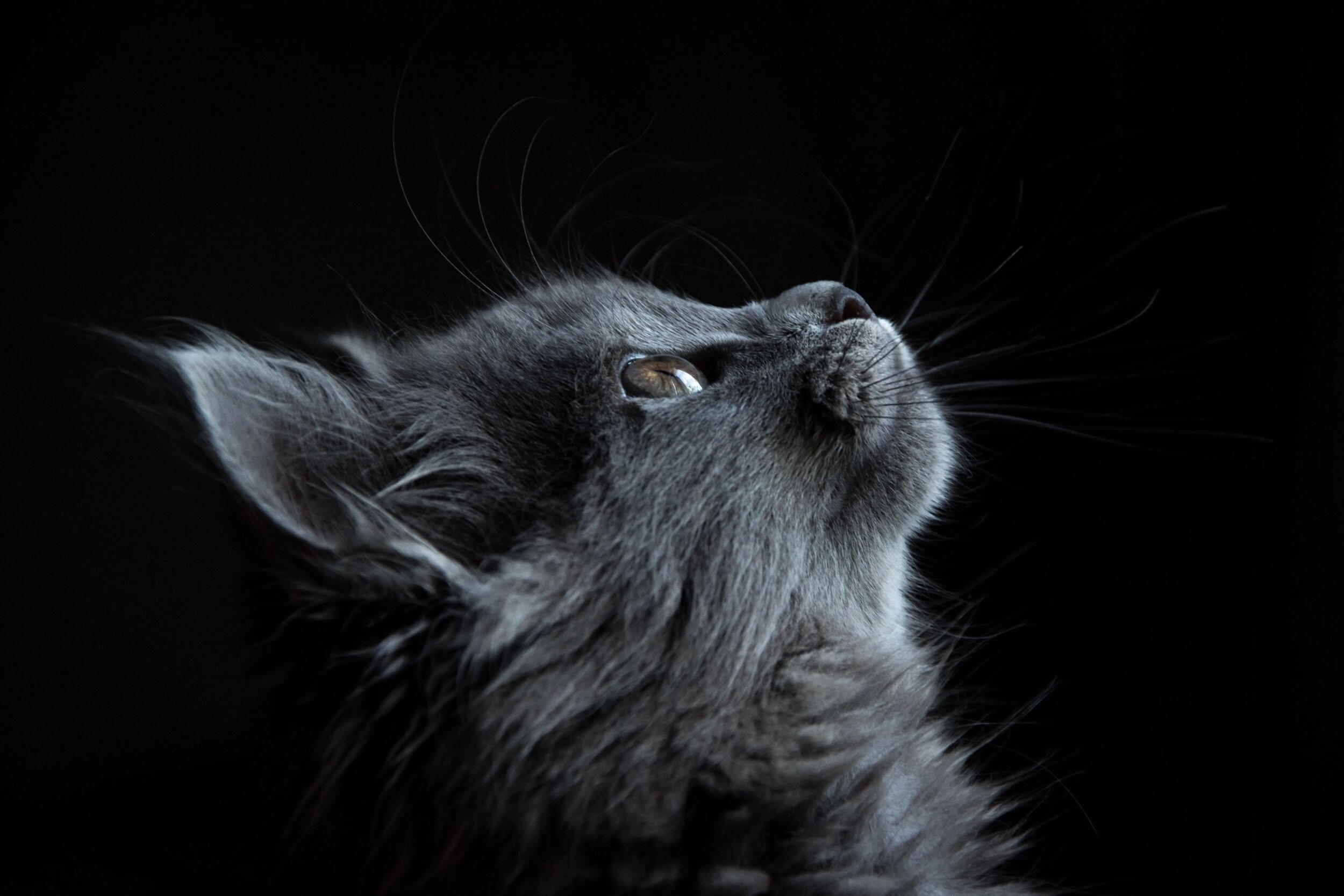 photo-of-gray-cat-looking-up-against-black-background-730896.jpg