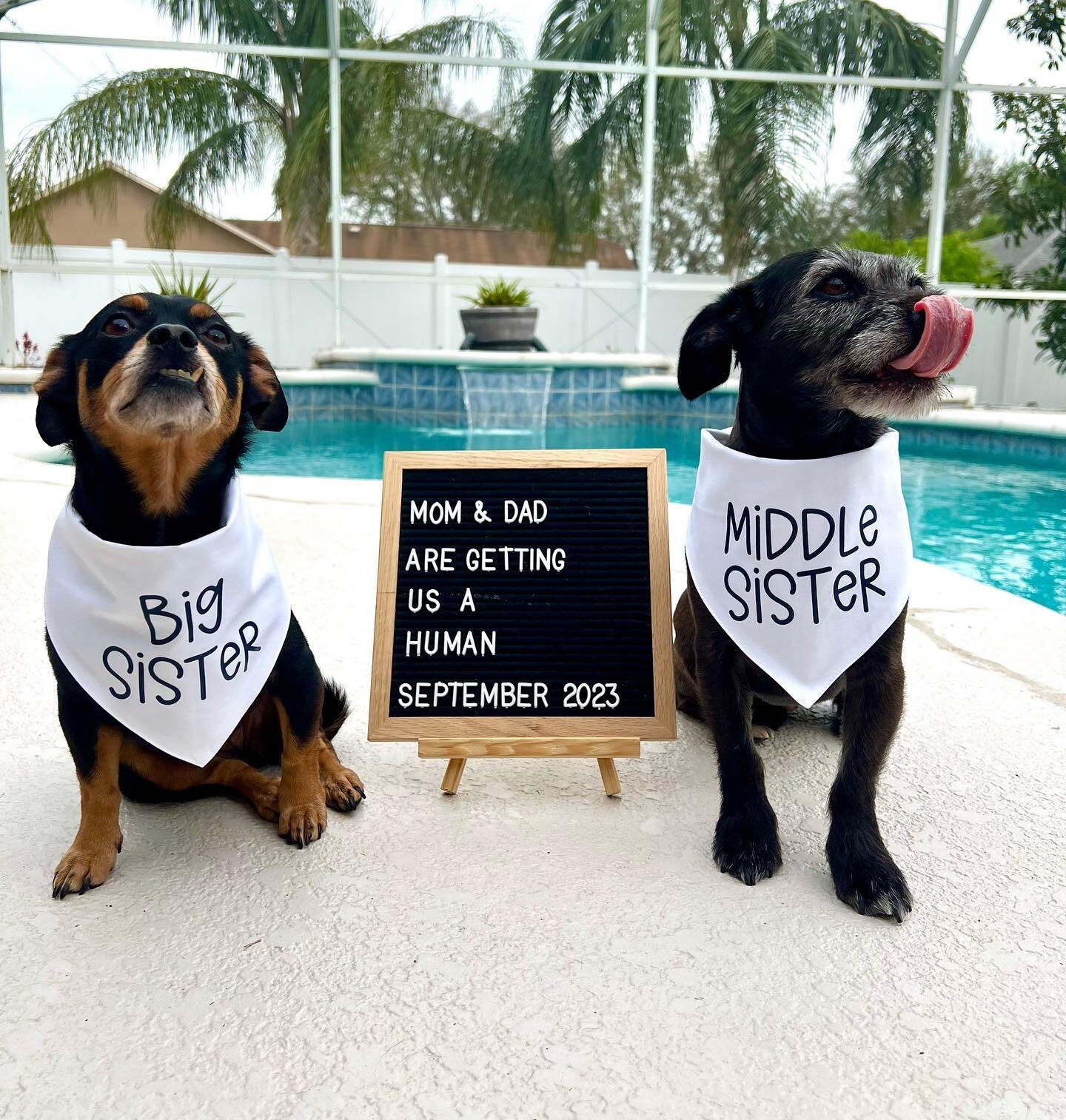 Sister Goelz 🐾 
Custom bandanas for my first babies who are about to become big sisters! Can&rsquo;t wait to see how they feel about adding a new sibling 💙💙

#dogs #dogsofinstagram #dauchshundmix #dogbandana #dogbandanas #petbandana #bigsister #mi