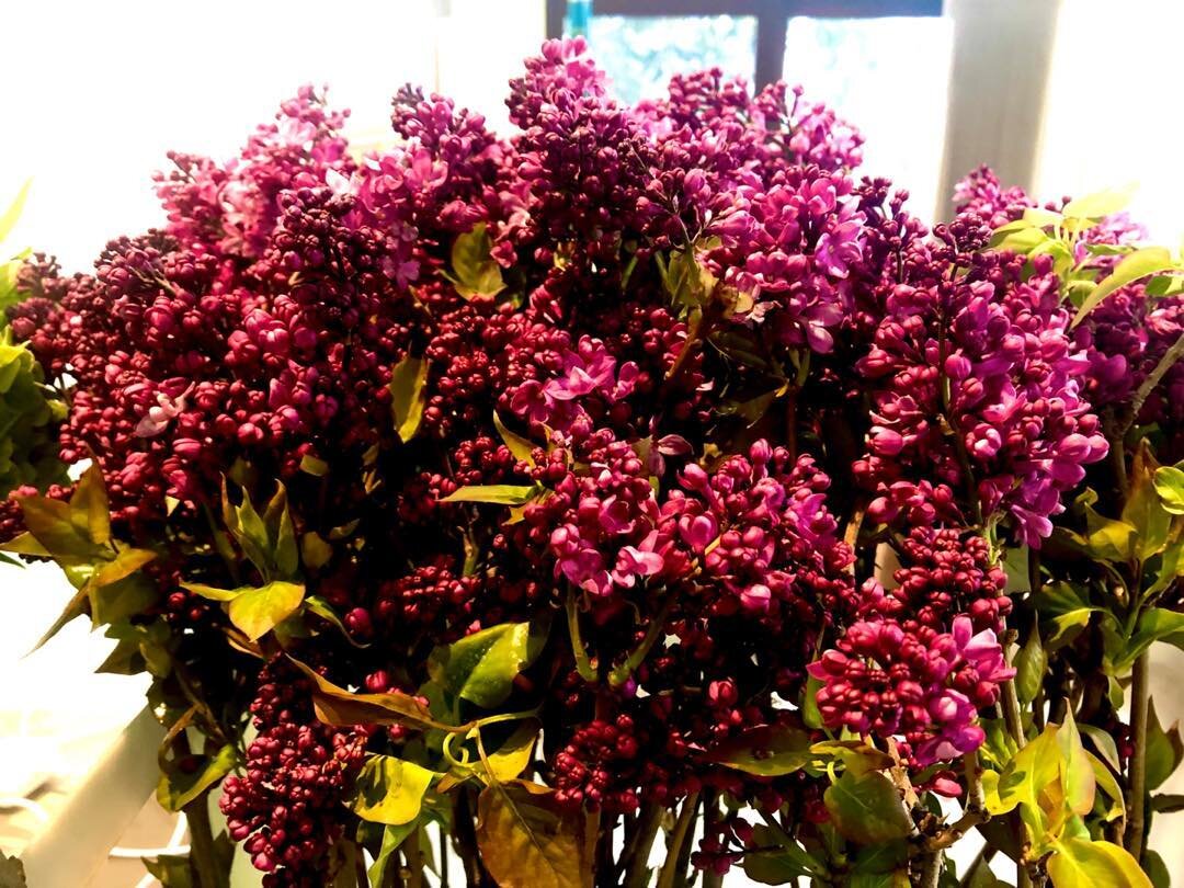 It&rsquo;s Spring somewhere!!! Lilacs are here!!!!