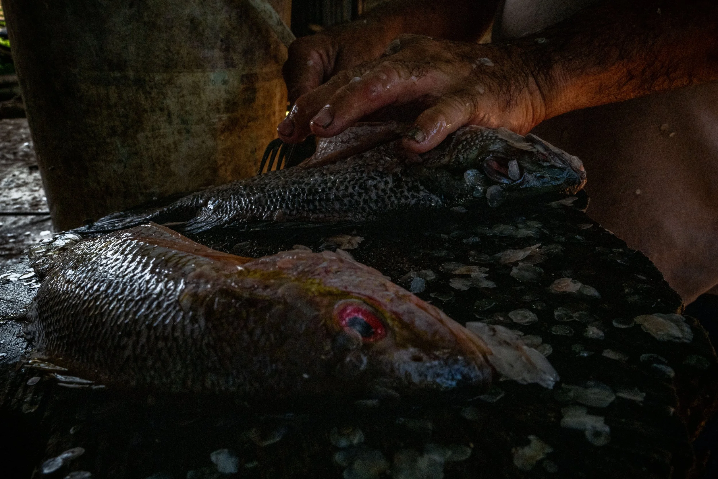 A person cleaning two fish with dark, scaly skins on a dark surface, with their hand placing on one fish's head. The fish have shiny scales and red eyes.
