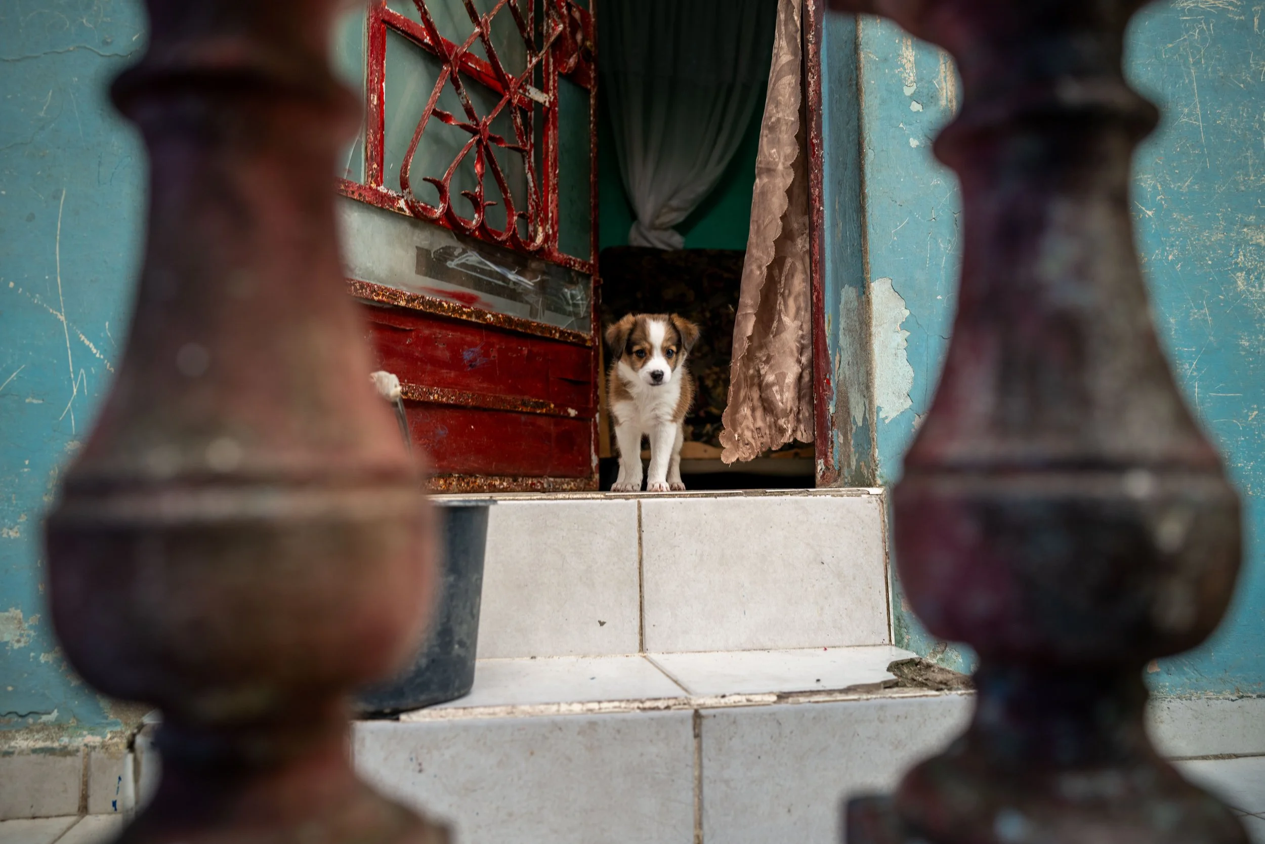 A small puppy standing on a door threshold, peering out into the street through an open door. The door is red with a decorative iron grill, and there are curtains hanging in the doorway. The scene is framed by two blurry balusters in the foreground.