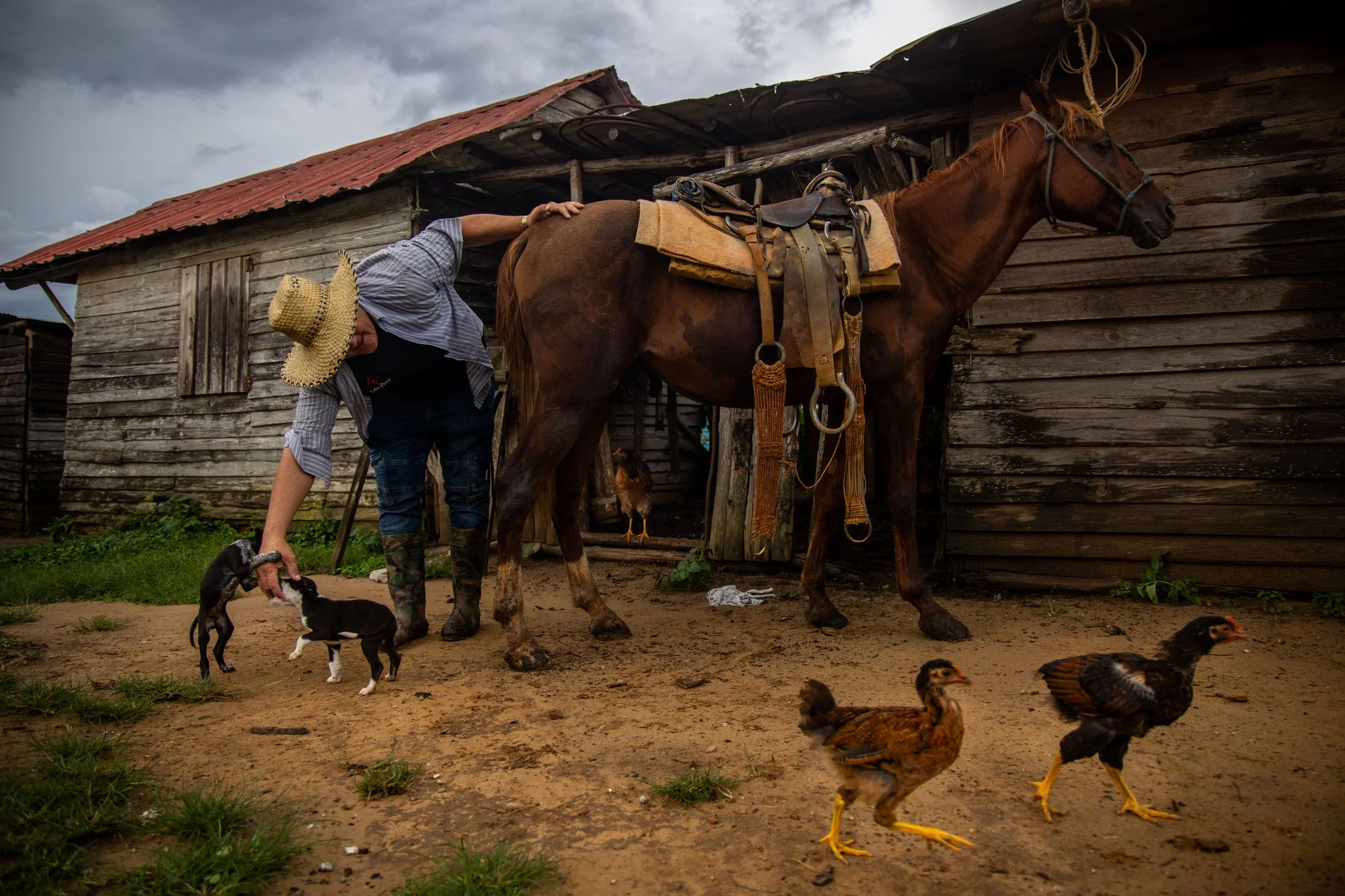 A man wearing a cowboy hat and work boots is tending to a horse outside a rustic barn, with chickens and puppies nearby on a dirt ground under cloudy skies.