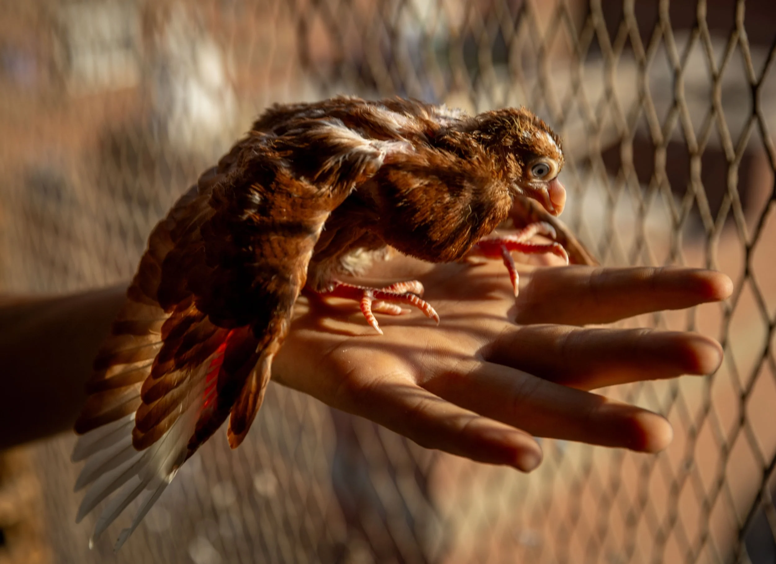 A person holding a small bird of prey, possibly a young hawk or falcon, with a chain-link fence in the background.