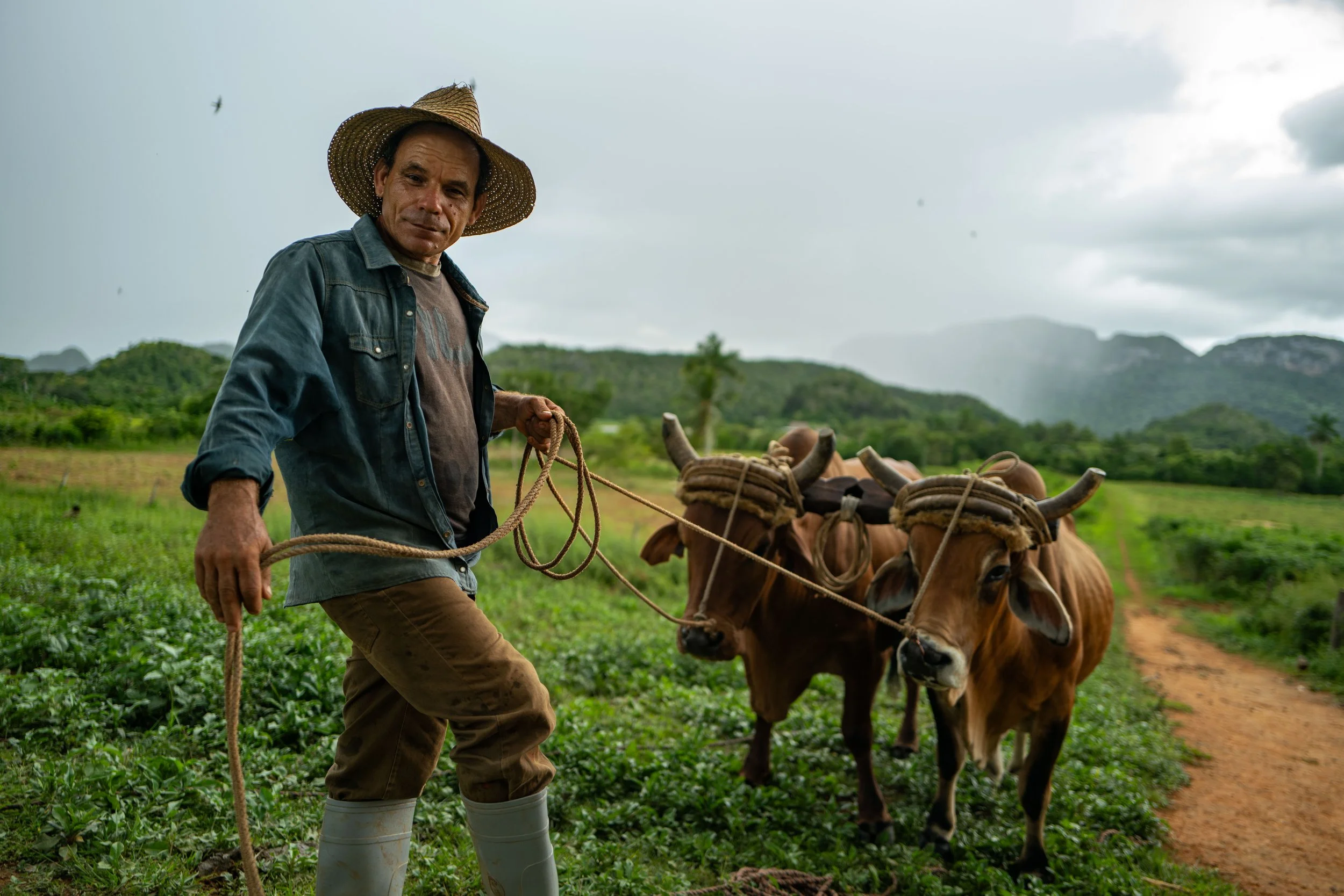Farmer wearing a straw hat, brown pants, and boots, holding ropes attached to two oxen in a lush green field with mountains in the background.