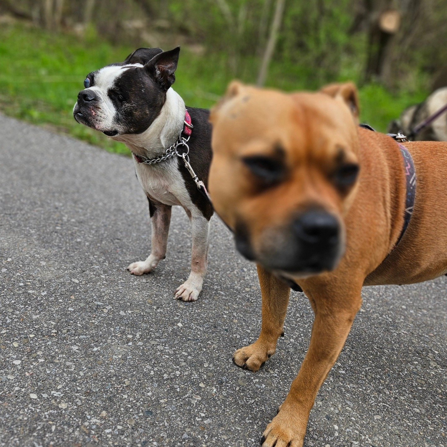 Bean and Tuka, taking on the world together 💪 

This pack is family. 
.
.
.
.
#dogsofmississauga #dogloversto #dogwalks ##dogwalker #DogsofToronto