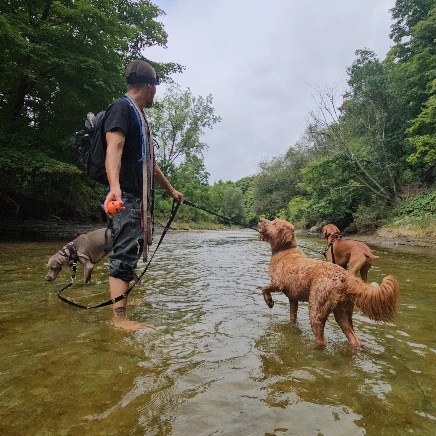 Bonding with the pack is the best part.
.
.
.
.
#dogsofmississauga #dogloversto #dogwalker