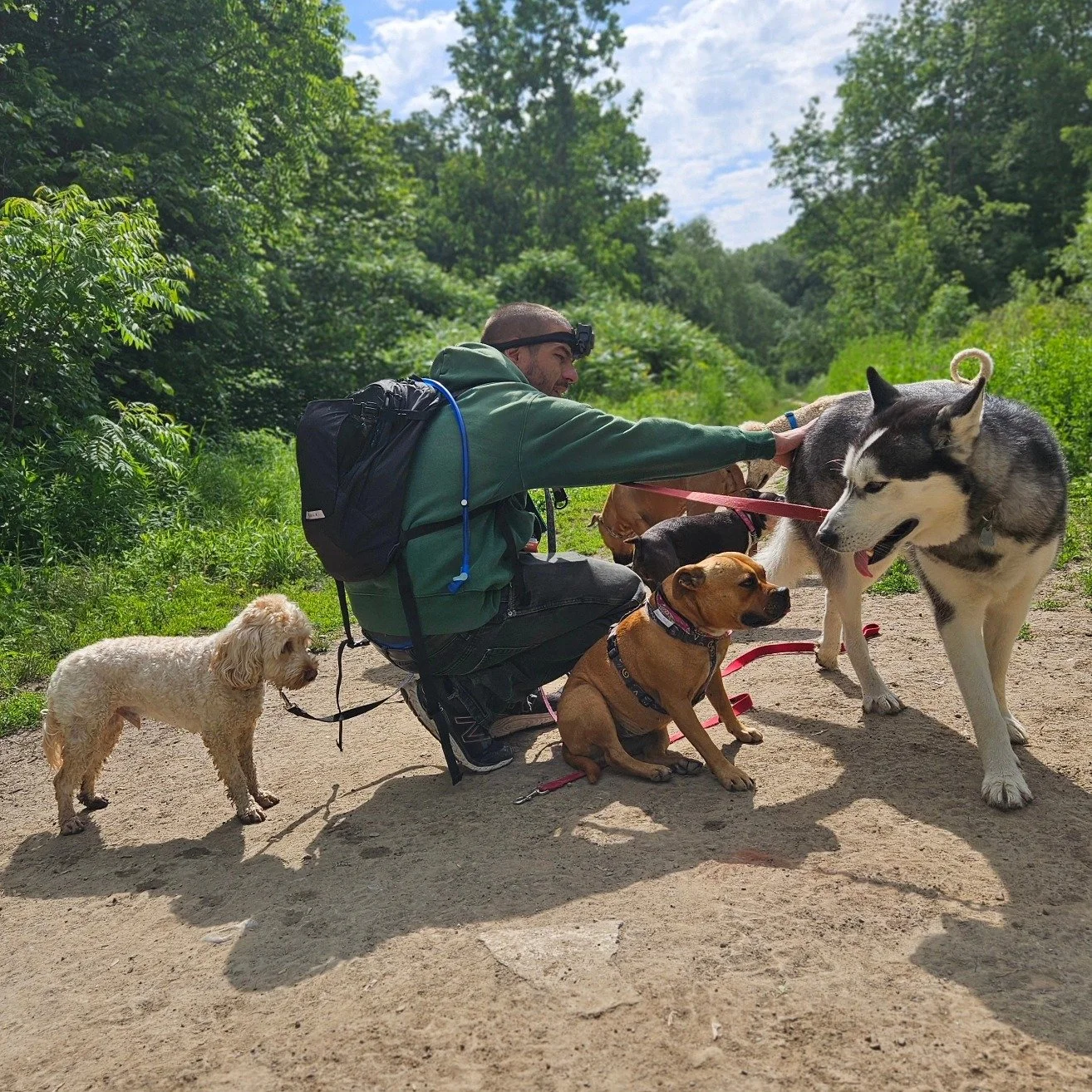 Pack walks are highly beneficial for dogs in the summer as they provide essential exercise, socialization, and mental stimulation. The group setting helps dogs improve their social skills and behavior, promoting a balanced and well-adjusted temperame