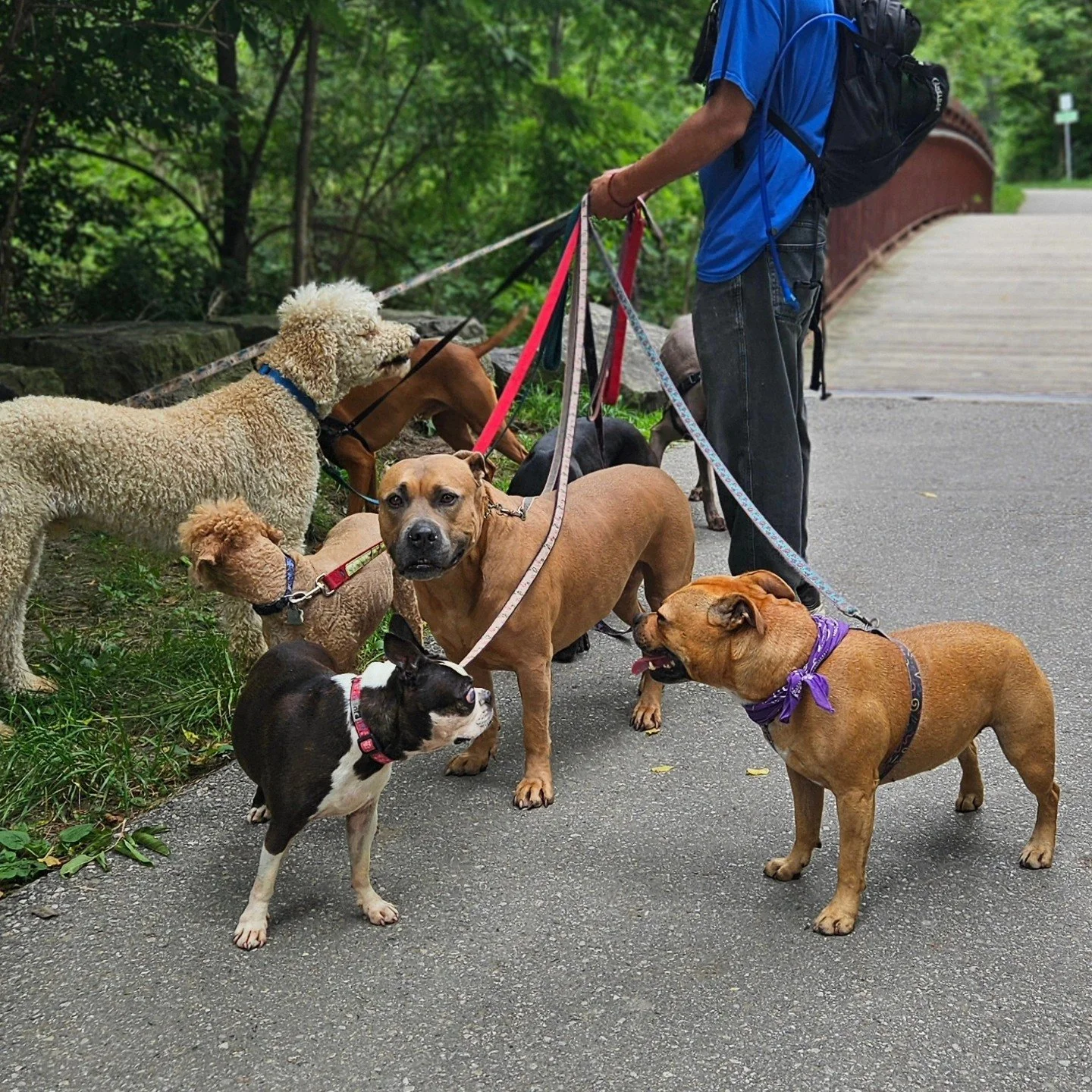 Pack walks with a dog walker offer numerous benefits for your dog, particularly in a busy city environment. These walks provide essential socialization, allowing your dog to interact and bond with other dogs, which can improve their behavior and conf