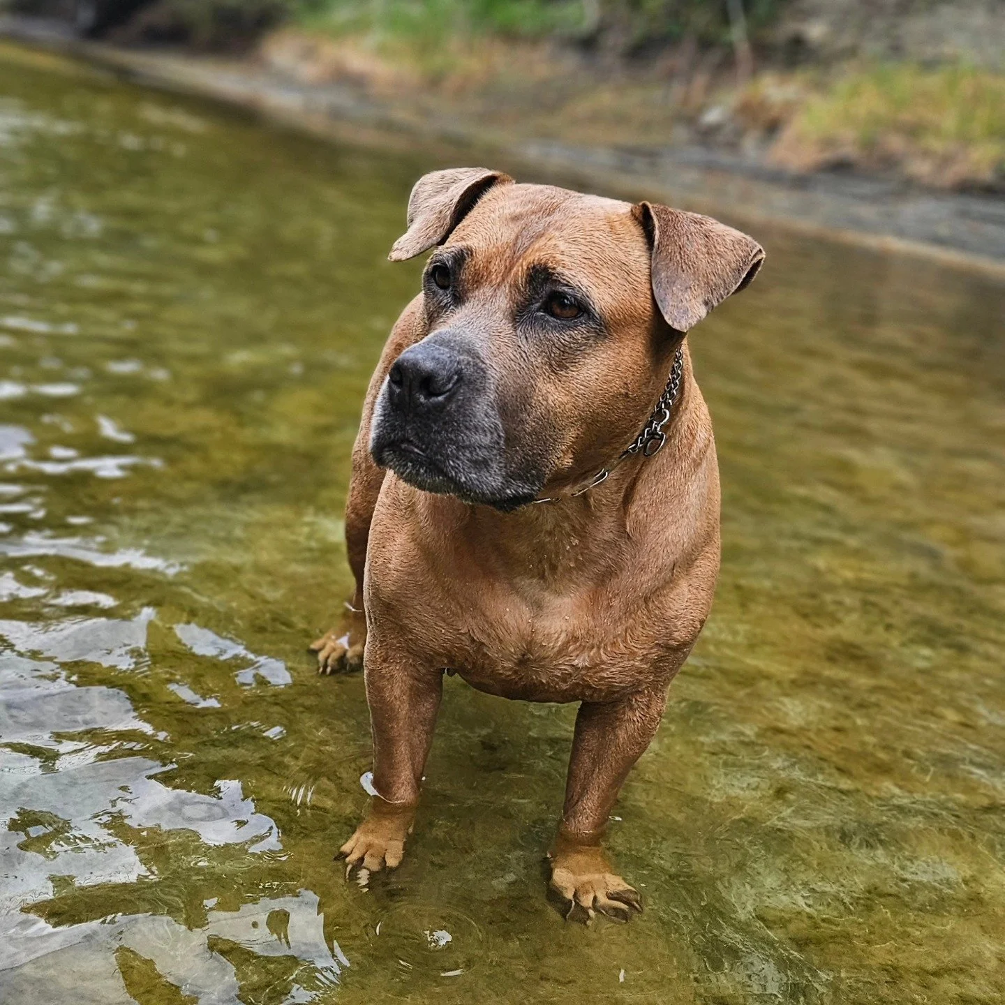 Rivers are an exciting playground for dogs! With cool, flowing water and plenty of room to splash and explore, they offer endless fun. Dogs can chase sticks, swim, and enjoy the natural surroundings, all in a safe and engaging environment. The gentle