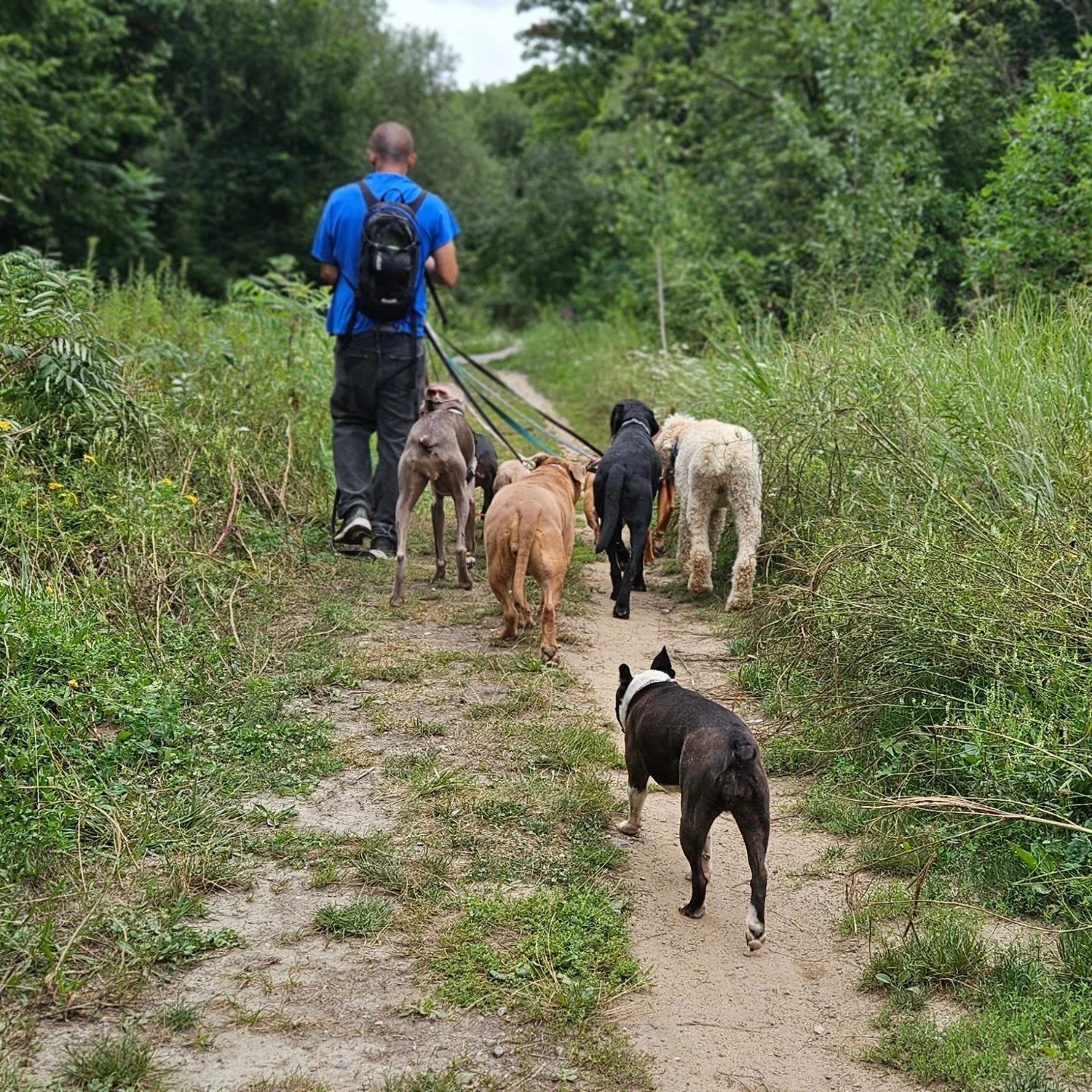 Building confidence in your dog; It's crucial to their comfort level and happiness. Helping dogs to socialize and become strong, confident canines is our specialty. Give us a shout if your dog could use a confidence booster in the best pack walk in t