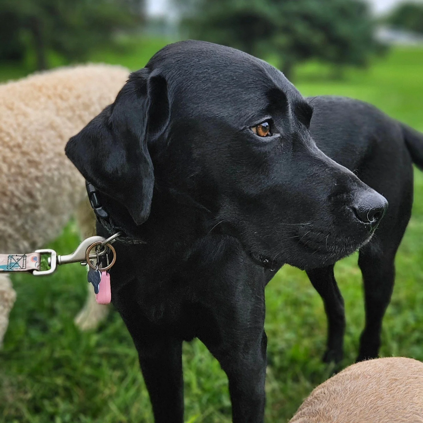 It is always so satisfying when we have a perfect walk 🌞 The humidity doesn't bother us when we have good friends, nice shade, and riverside fun! Bear the lab cherishes these walks, we make sure he has a memorable day each and every day! 🐾 
.
.
.
#