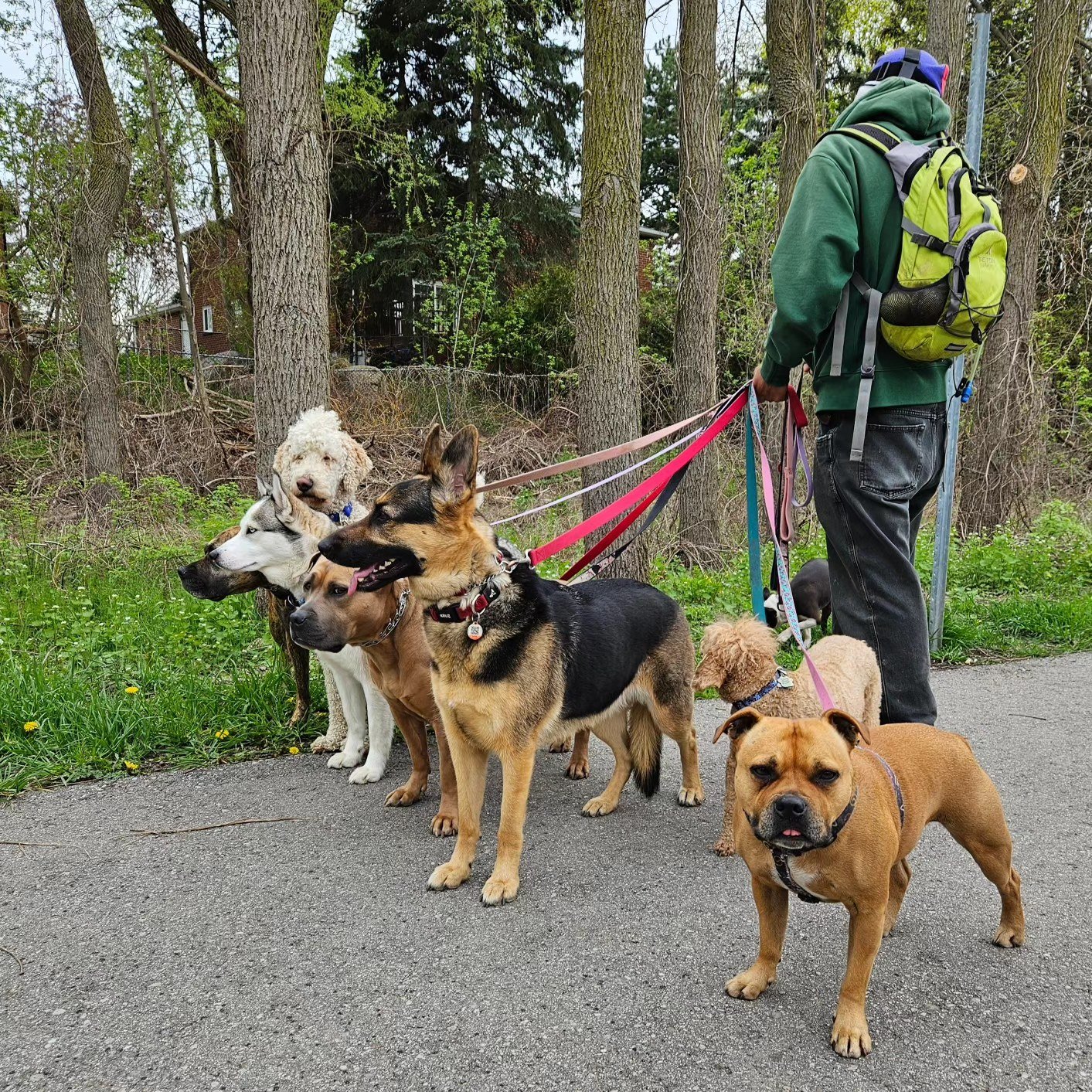 Your dog will have a blast walking with our trainer, Tommy. They'll get their exercise while learning to walk in a pack, walk alone, and follow commands like sit and stay&mdash;all in the great outdoors. We start with 1-on-1 sessions to build trust, 