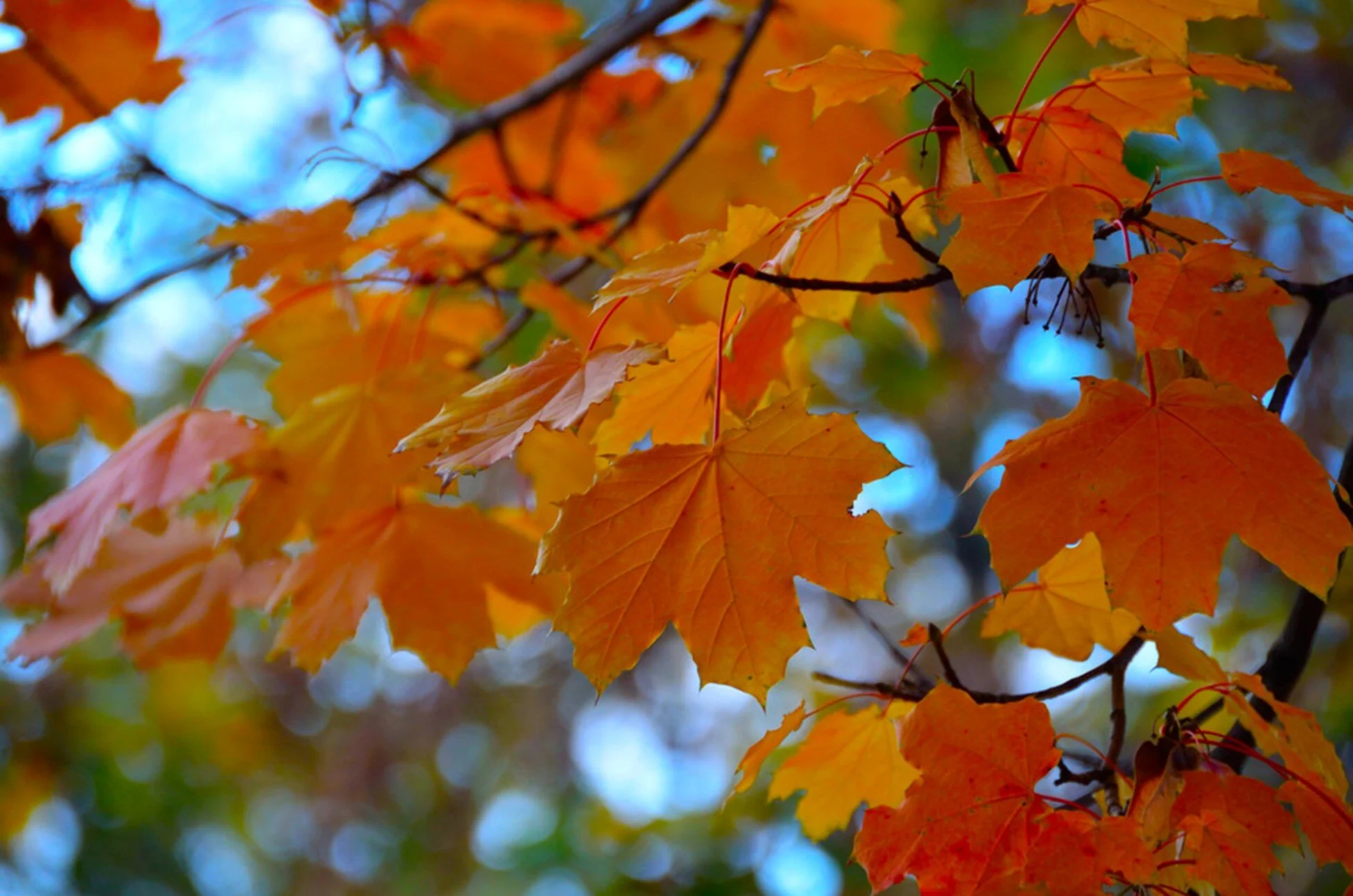 4 SUPER AFFORDABLE DIY FALL DÉCOR IDEAS