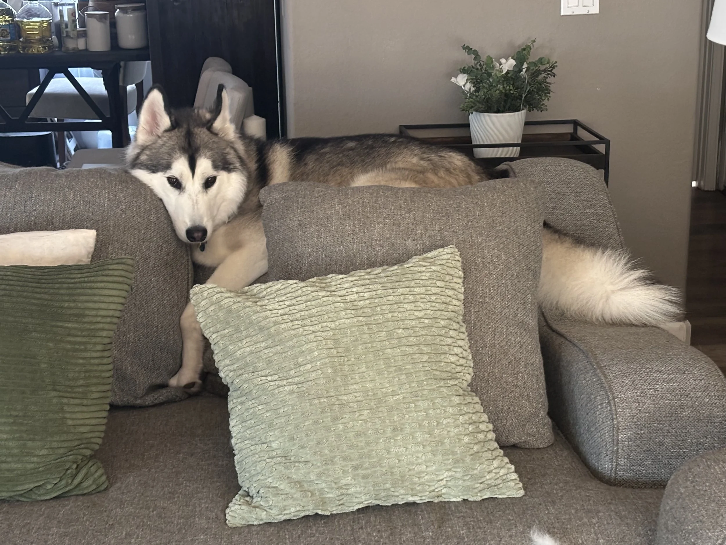 Apparently...My Dogs Match My Décor