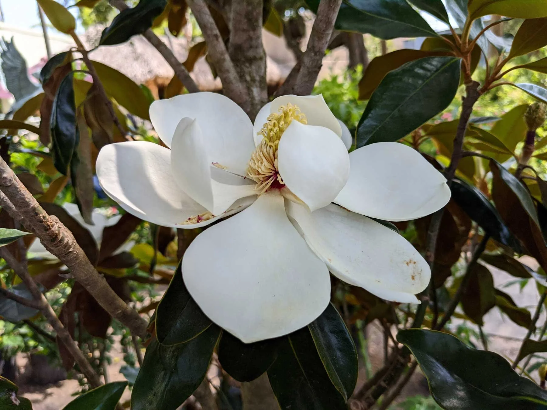 Southern Magnolia Galveston Island Tree Conservancy