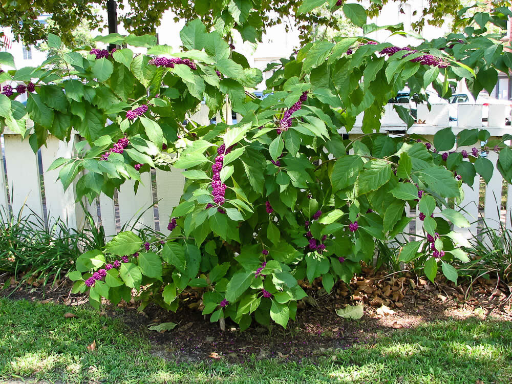 American Beautyberry (Callicarpa americana) (Copy)