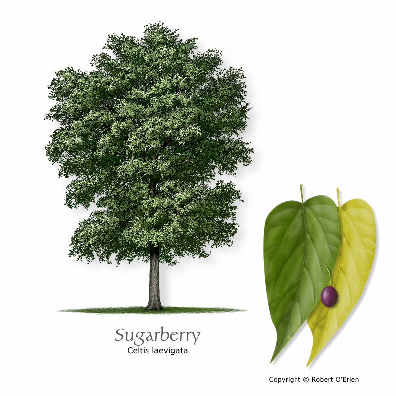 sugarberry-hackberry150.jpg
