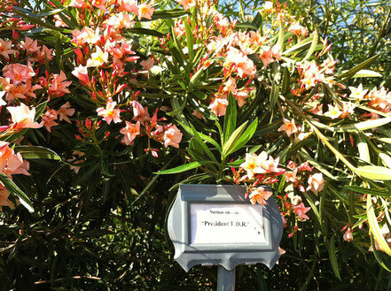 oleander-garden-park-der-oleander-society-in-galveston.jpg