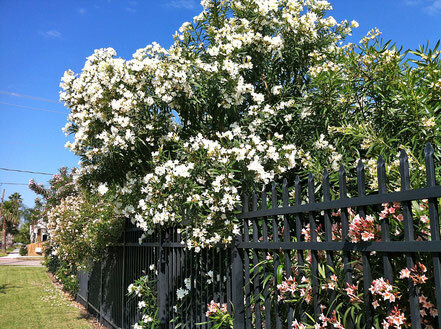 the-oleander-garden-park-of-the-oleander-society-in-galveston.jpg