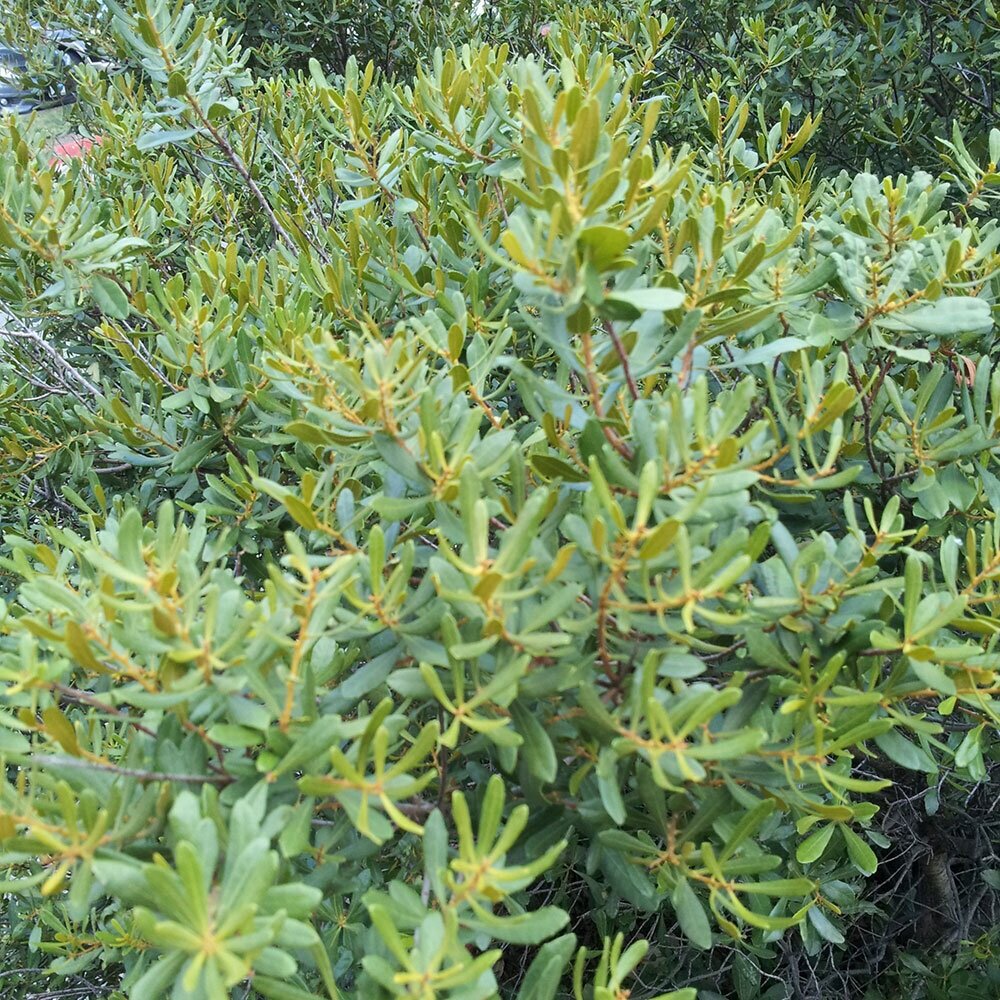 Wax myrtle leaves are fragrant when crushed.