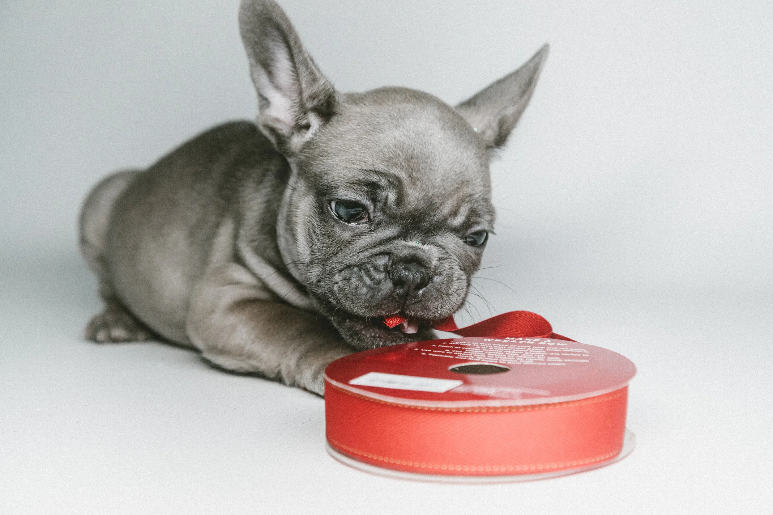 Red Truck Bulldogs French Bulldog Breeder Toronto Ontario
