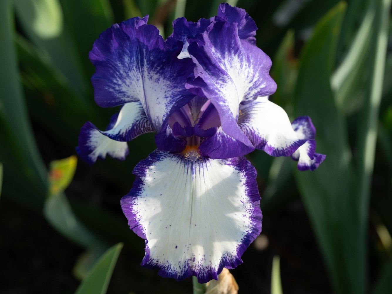 Iris-03306.jpg