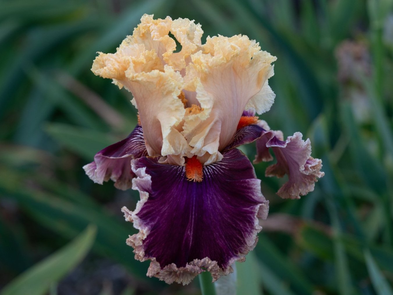 Iris-03241.jpg