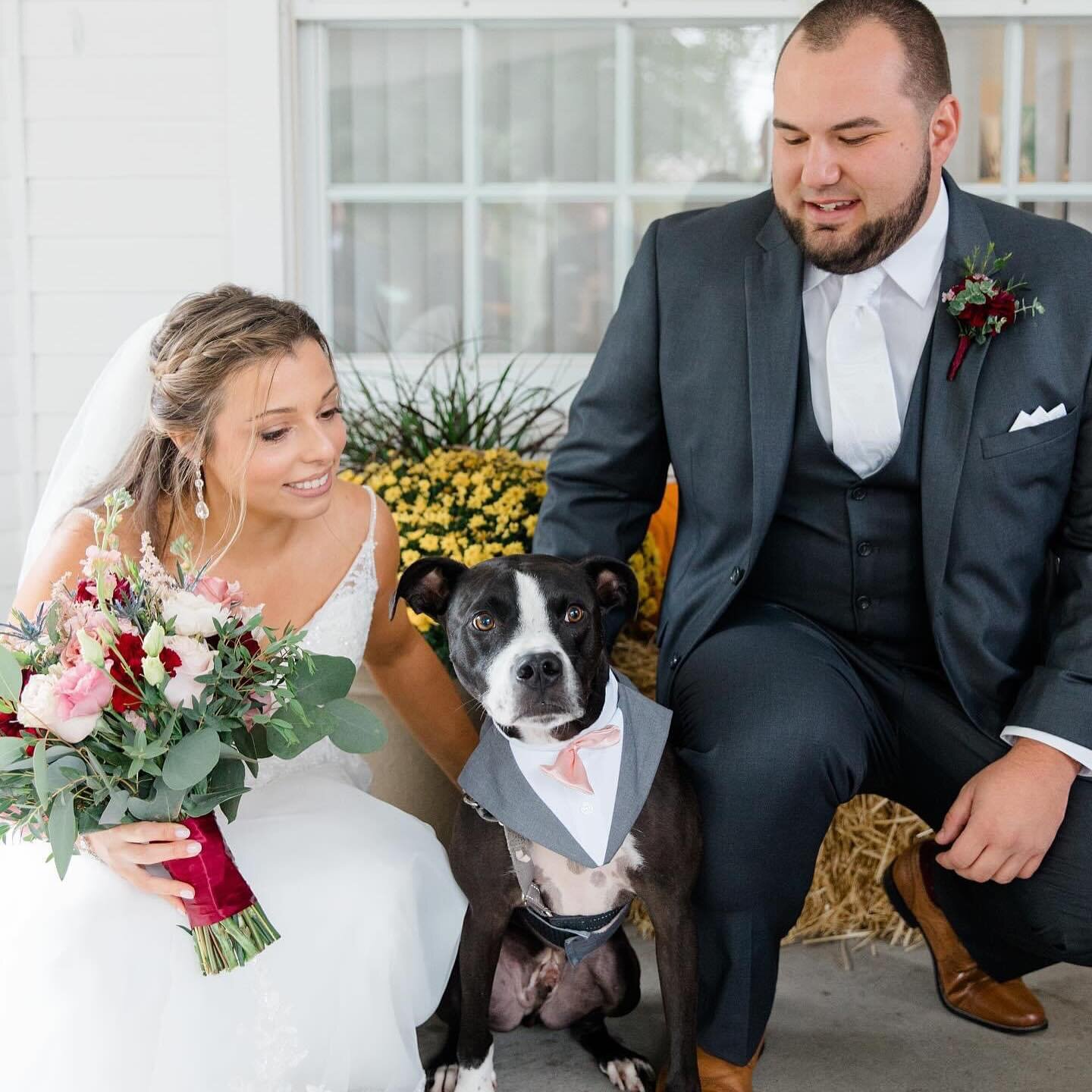 Cooper understood the assignment 🐾 with his perfect stare at the camera - he showed his humans how it&rsquo;s done !!! Talk about stare though &hellip; SWIPE to check out Mr. &amp; Mrs. T stare at each other in EVERY.SINGLE.SHOT on their wedding day
