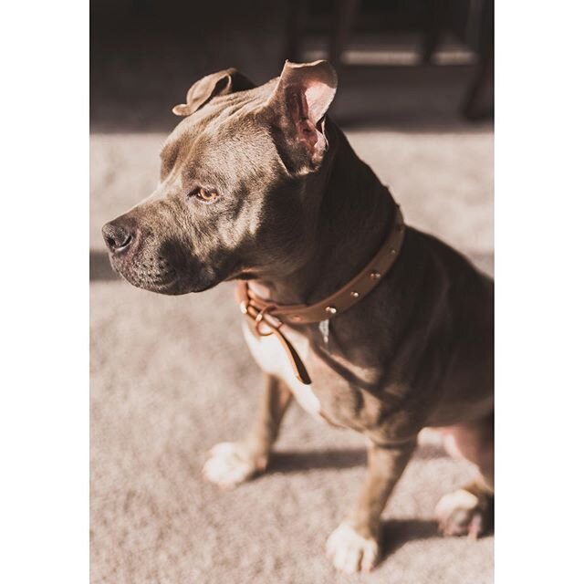 Happy Wednesday everyone! Welcome to the team, Stella. @mannystrange13 and I are pleased to announce that ￼our little family has grown by 4 paws since 4/13/2020! This is our new pup, Stella. She was rescued from the BARCS association and she is 2.5 y