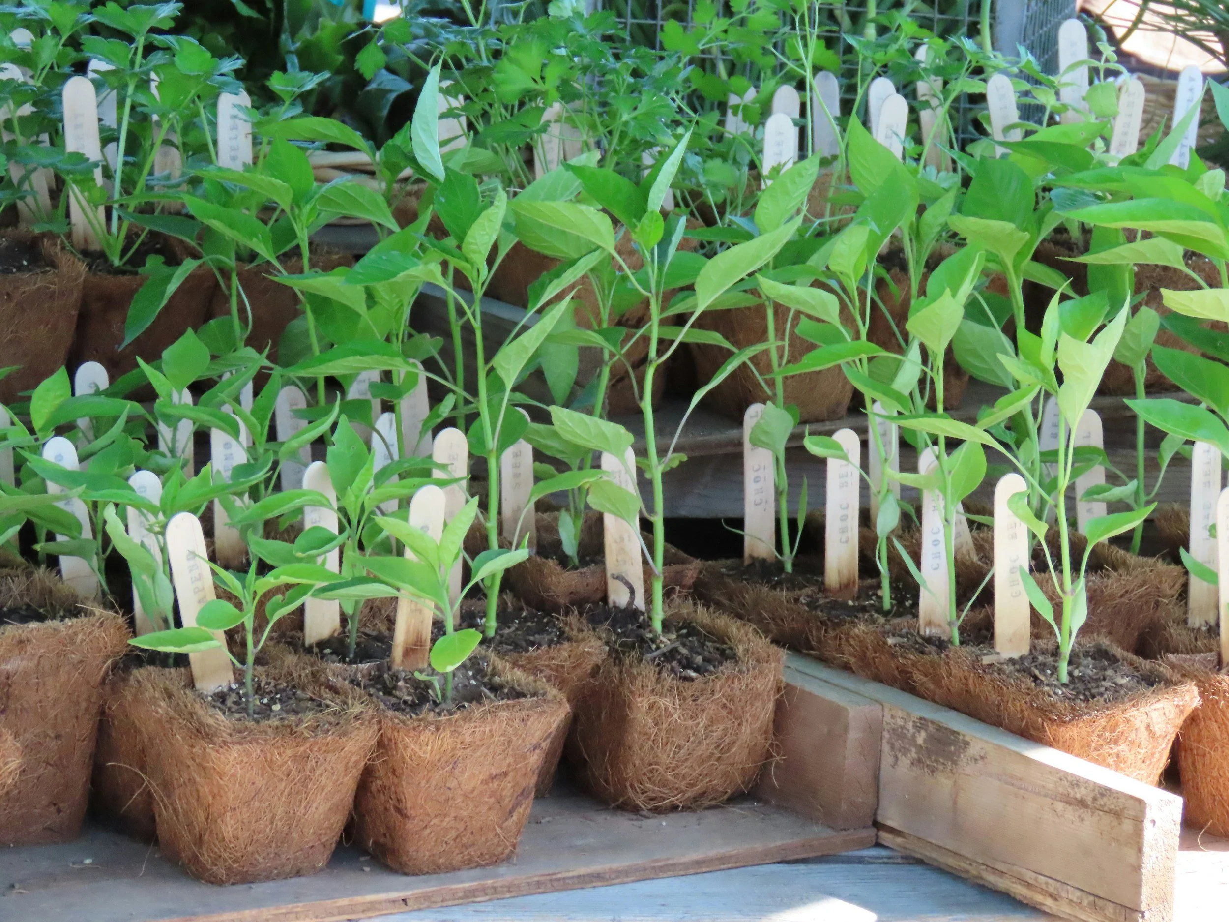 Plant Sale