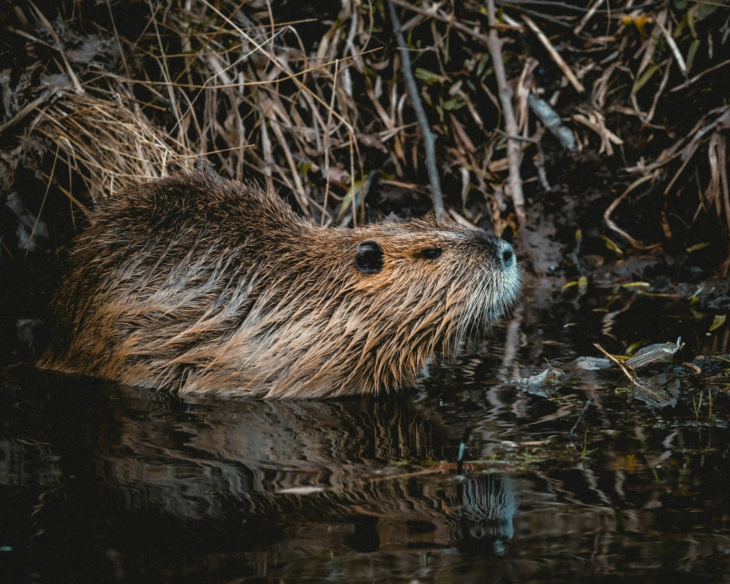 From Other Environmental Groups (May)