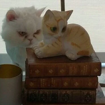 ...#cateyes #alleyesonme #twins