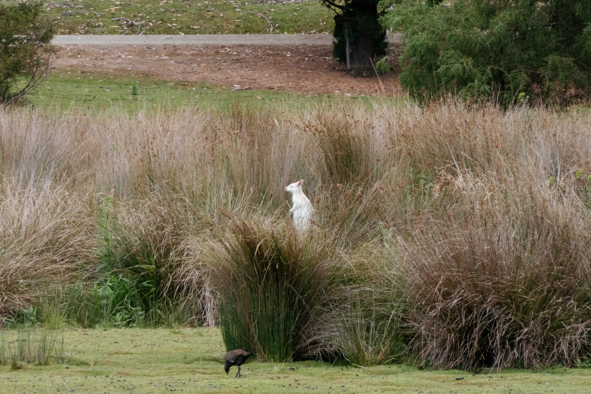 Albino Wallaby.jpg