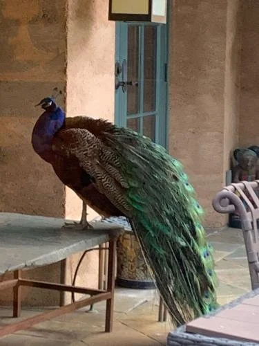  Less than a year into their friendship, Rebecca Peacock Fogg and Meghan Vergara witnessed an unusual visitor at Peacock Family Vineyard in Spring Mountain. 