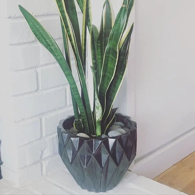 A 🐍 plant is seriously the best plant ever. 1. Looks good in any modern home 2. You cannot kill it, trust me.