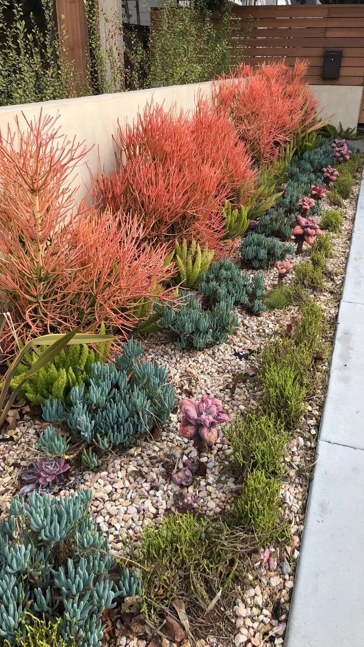 Southern California Garden  | Source Unknown