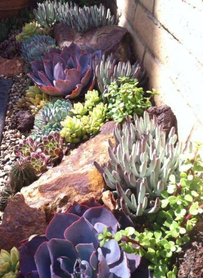 Purple Succulent Garden | Source: Unknown