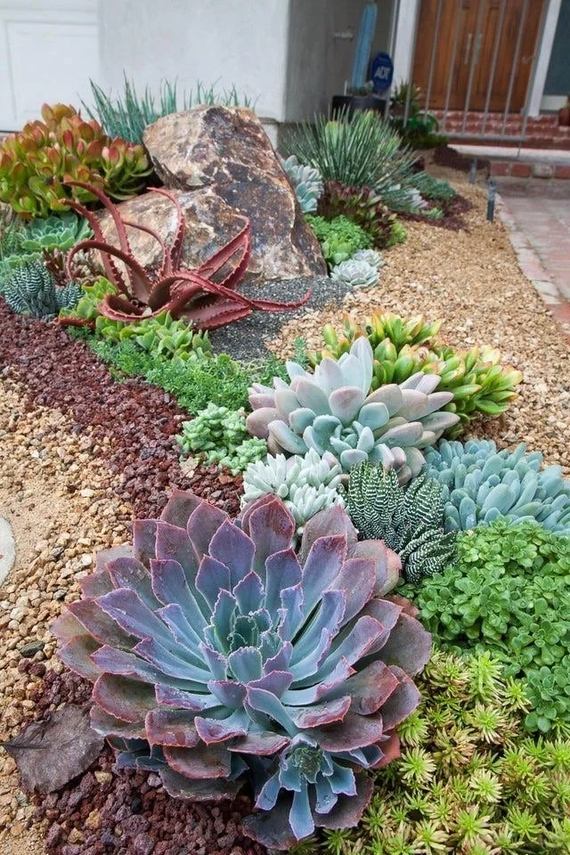 Source via Laura Eubanks @lauralovessucculents