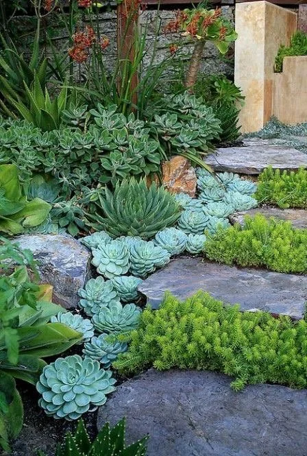 Lush Green Succulents | Source: Unknown