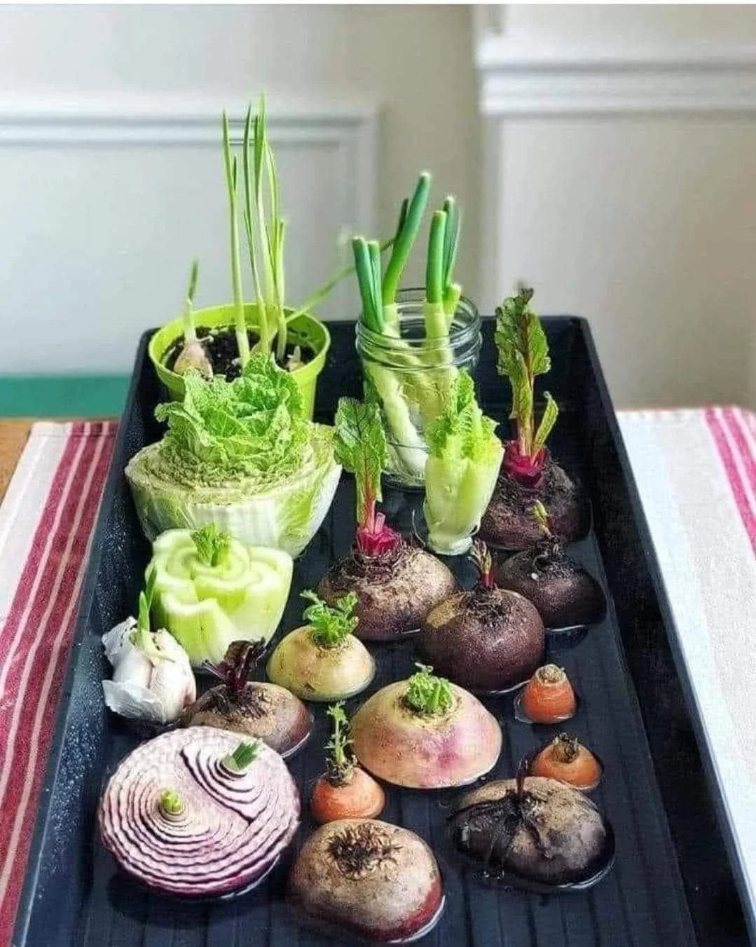 Grow Veggies from Scraps