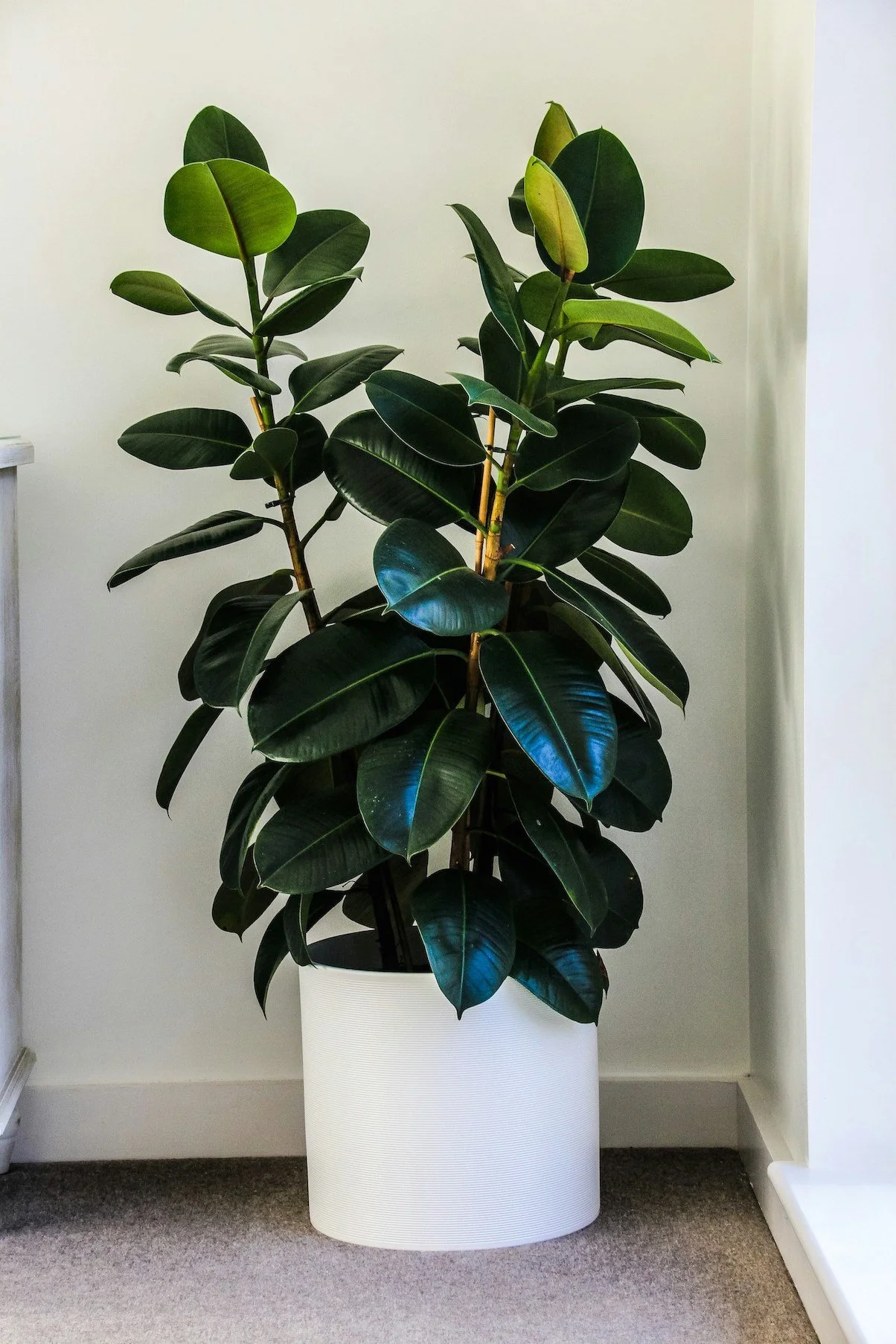 Rubber Plant Photo by Denley  on Unsplash