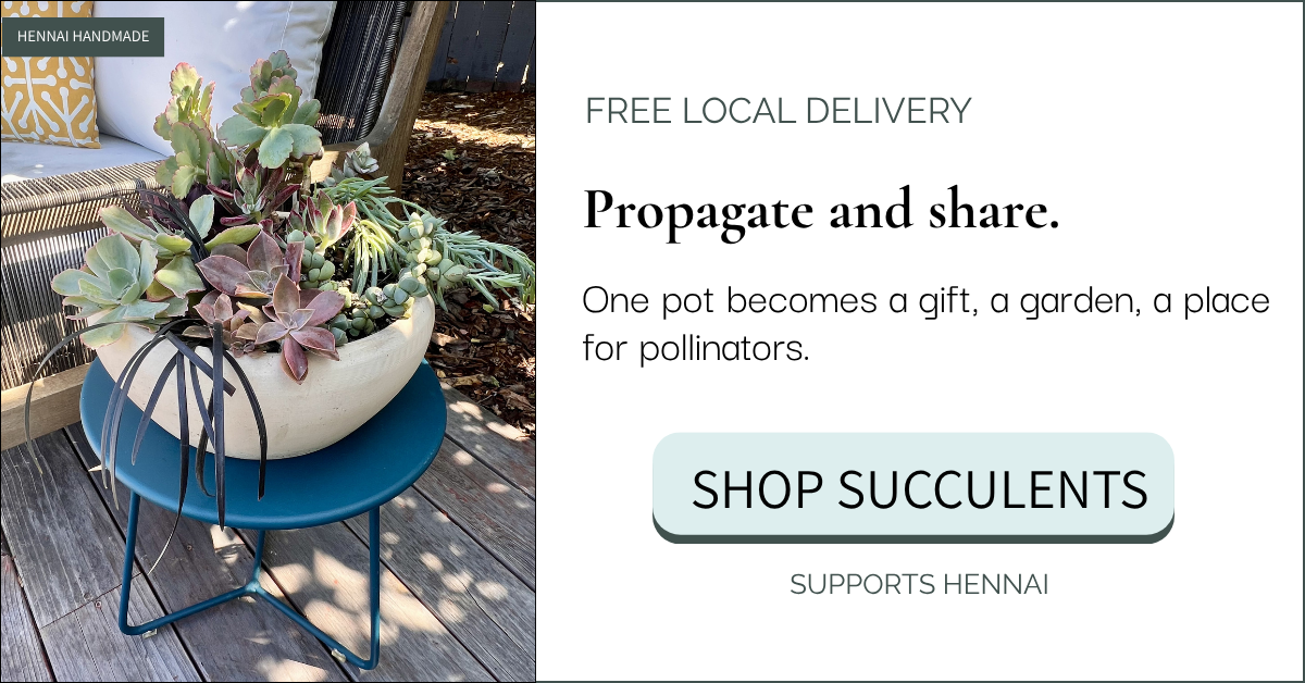 Hennai Succulents.png