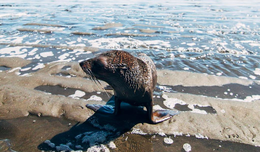 Screen Shot 2020-06-02 at 3.13.37 PM.png